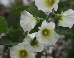 Hollyhock
