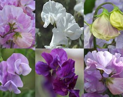 Crocus collections