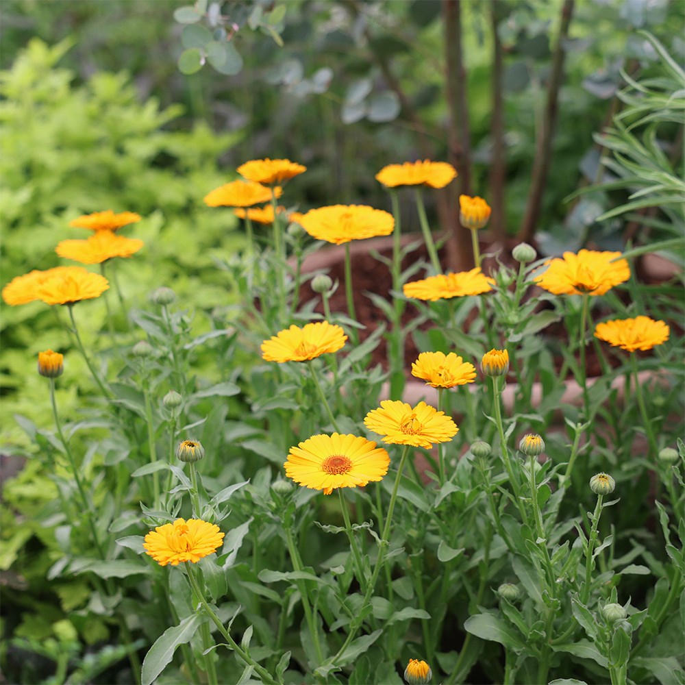 pot marigold pot marigold