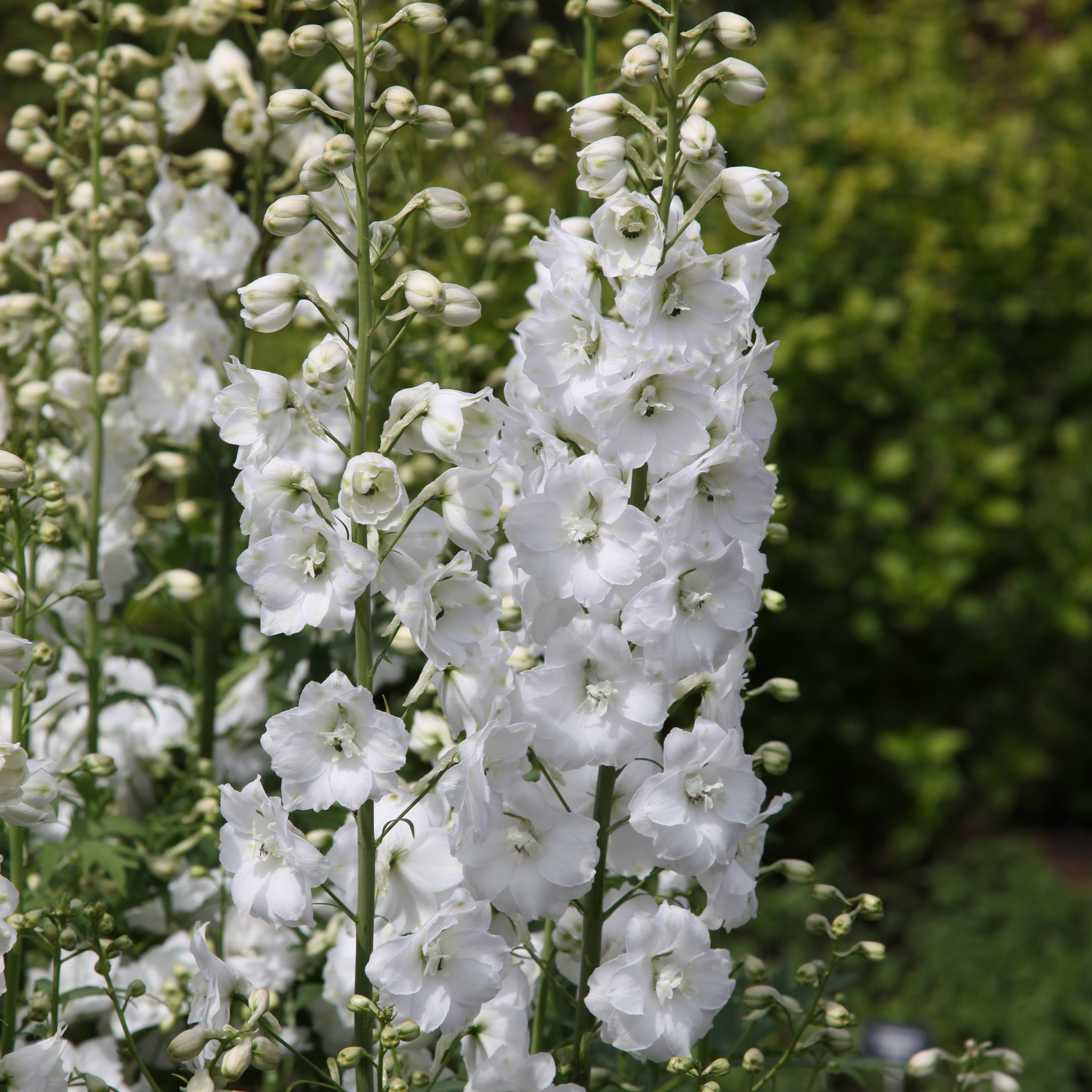 delphinium