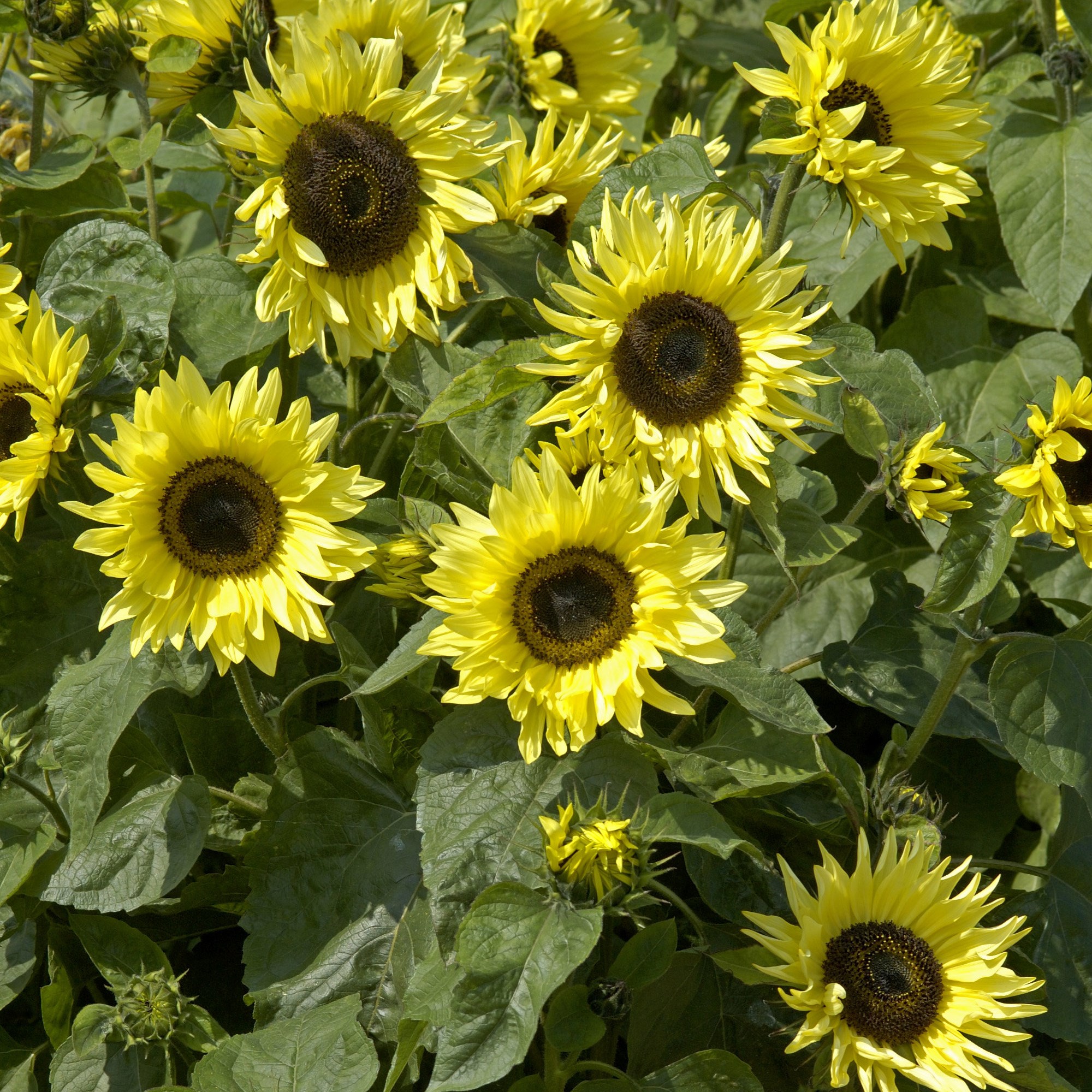 sunflower