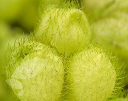 swan plant