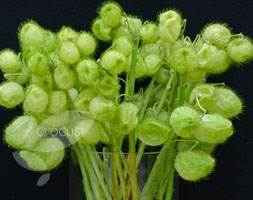 swan plant