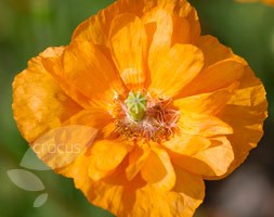 poppy