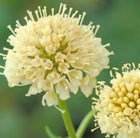 sweet scabious