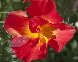 californian poppy