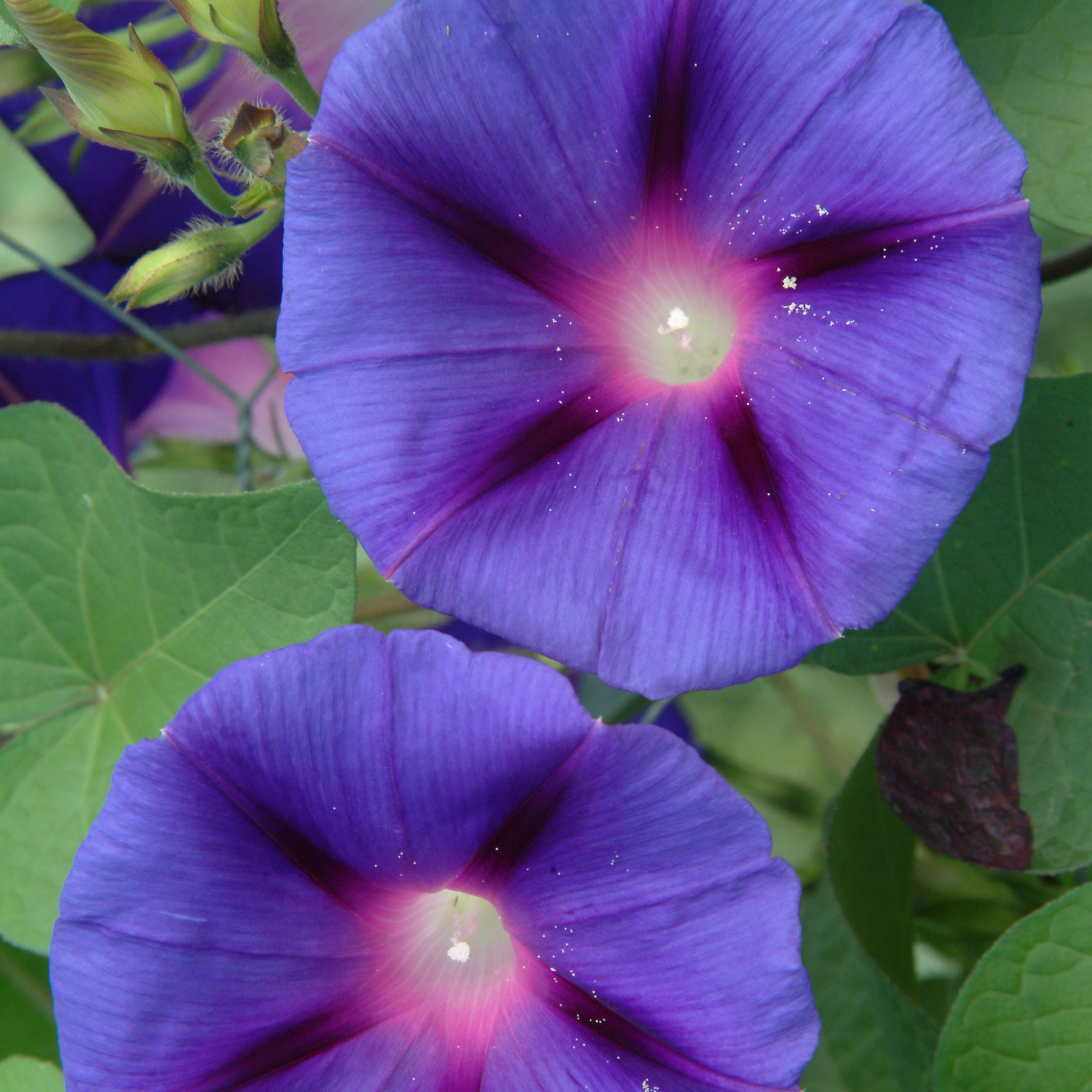 morning glory