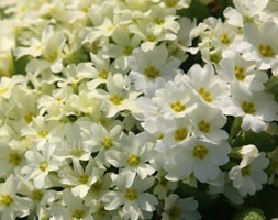 primrose