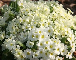 primrose