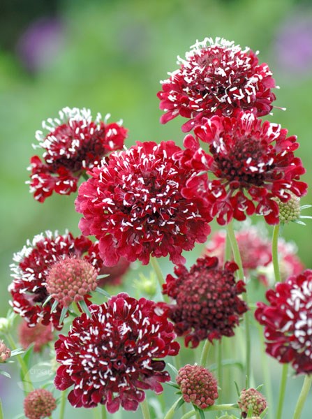 sweet scabious sweet scabious