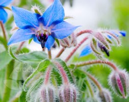 borage (borage   organic)