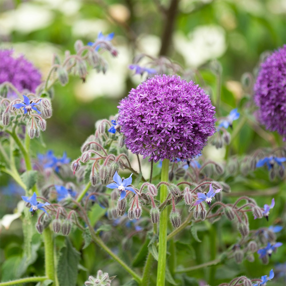 borage - organic borage - organic