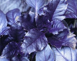 basil