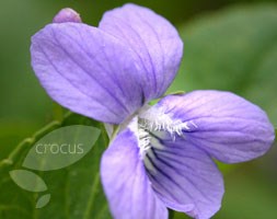 sweet violet