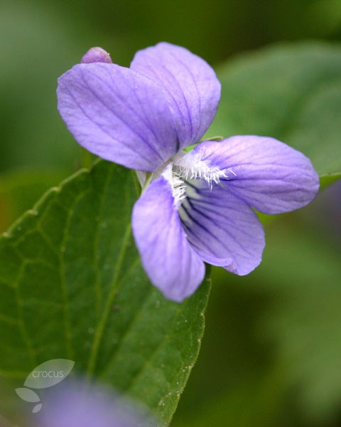 sweet violet sweet violet