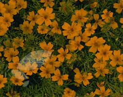 Tagetes tenuifolia 'Golden Gem' (marigold)