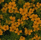 Tagetes tenuifolia Golden Gem