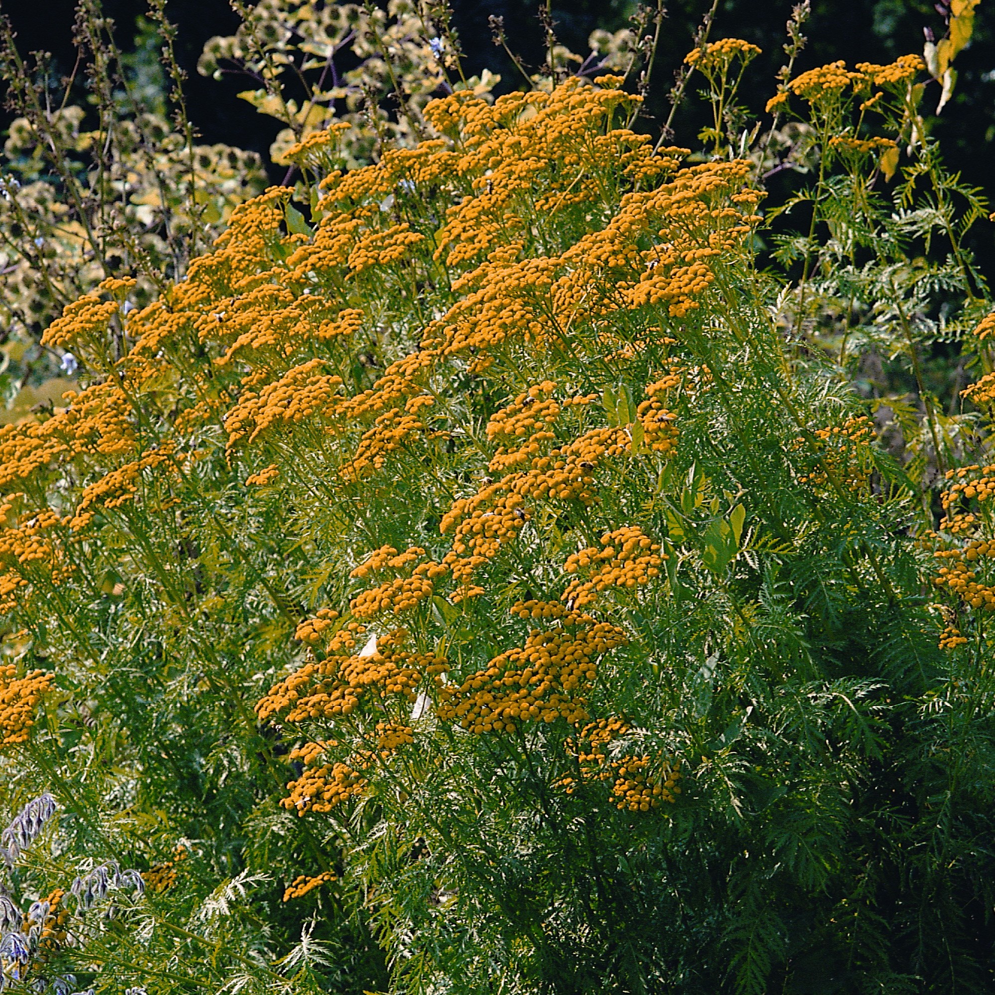 tansy