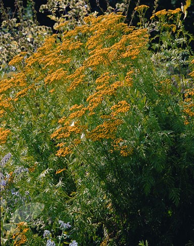 tansy tansy