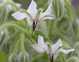 white borage (white borage)