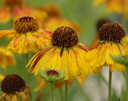 sneezeweed