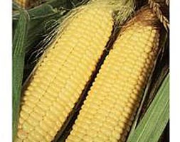 sweet corn