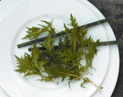 mizuna