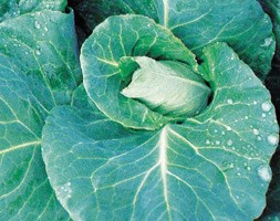 cabbage