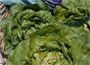 lettuce