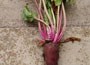 beetroot