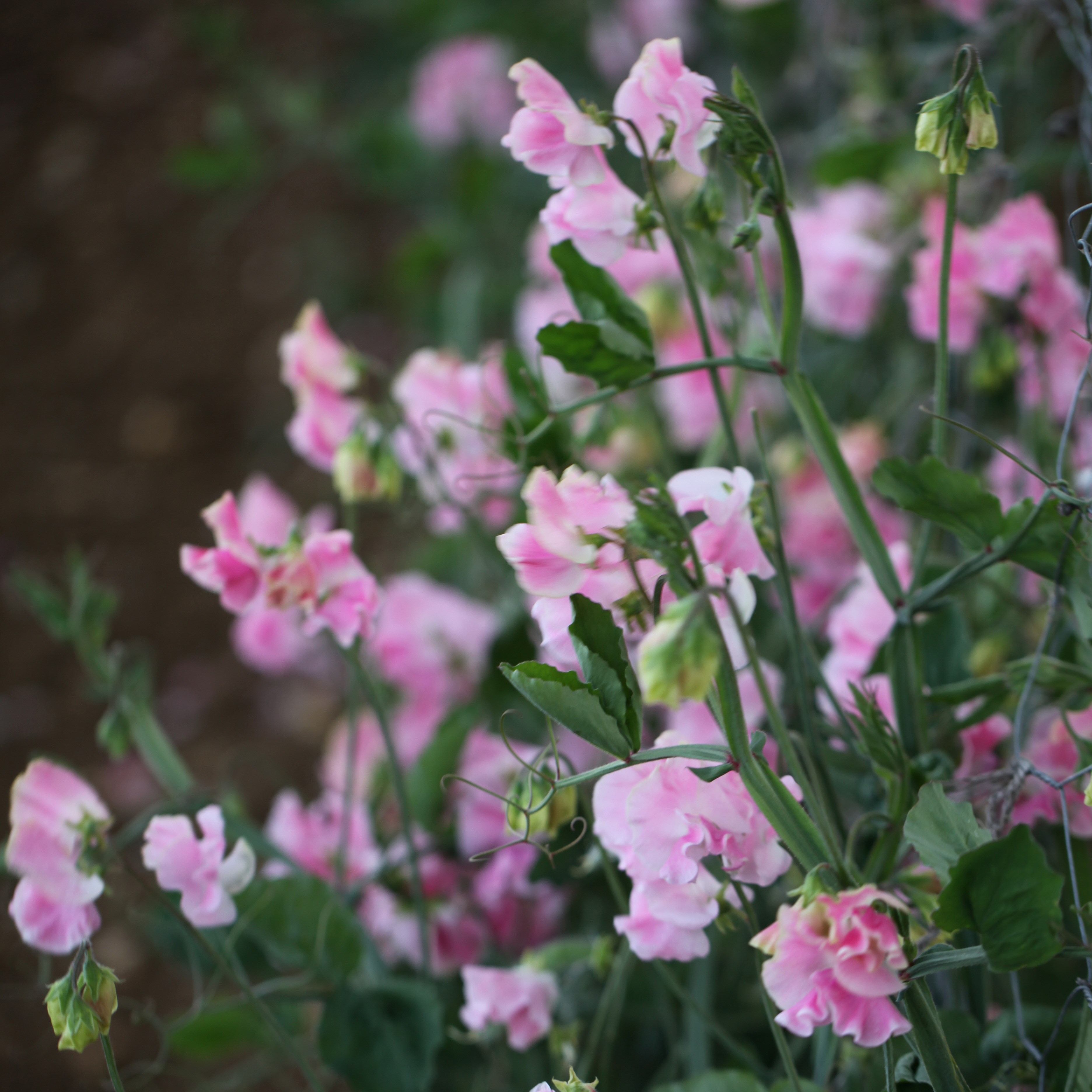 spencer sweet pea seed Mrs Bernard Jones