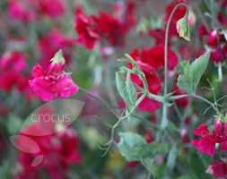 spencer sweet pea seed Buccaneer