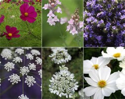 Crocus collections