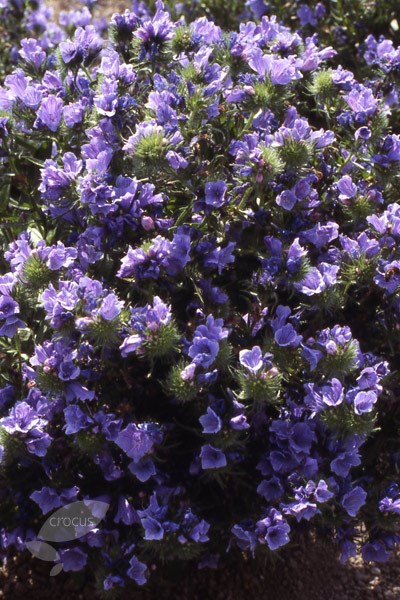 viper's bugloss viper's bugloss