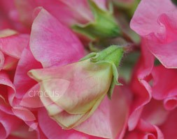 spencer sweet pea seed Tara