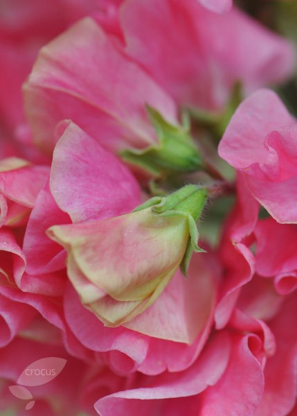 spencer sweet pea seed Tara spencer sweet pea seed Tara