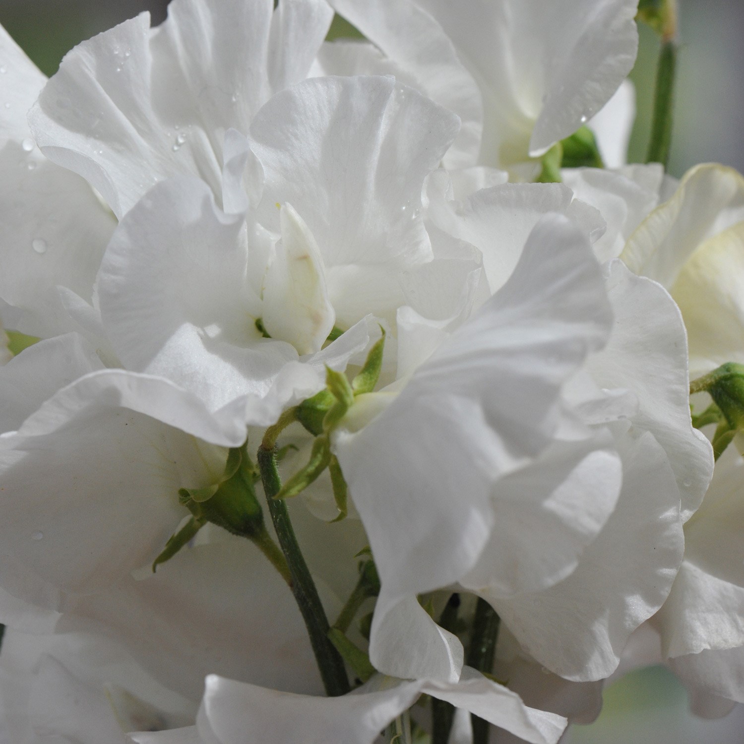 spencer sweet pea seed White Frills