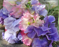Crocus collections