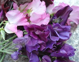 Crocus collections