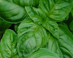 basil