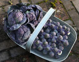 red brussels sprout