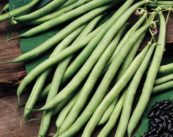 French bean