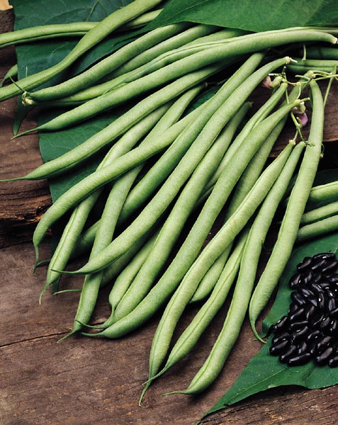 French bean French bean