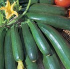 Zucchini