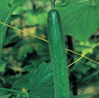 cucumber