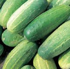 cucumber