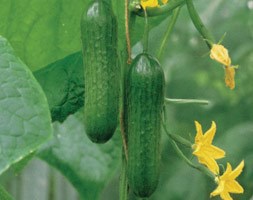 cucumber