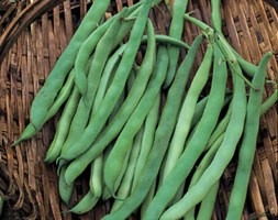 dwarf french bean