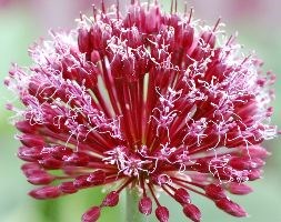 Allium 'Forelock' (ornamental onion)