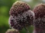 ornamental onion